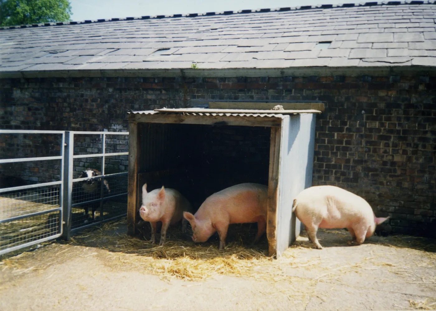 Three pigs in a straw-bedded pen with a slate-roofed brick building behind at Croxteth