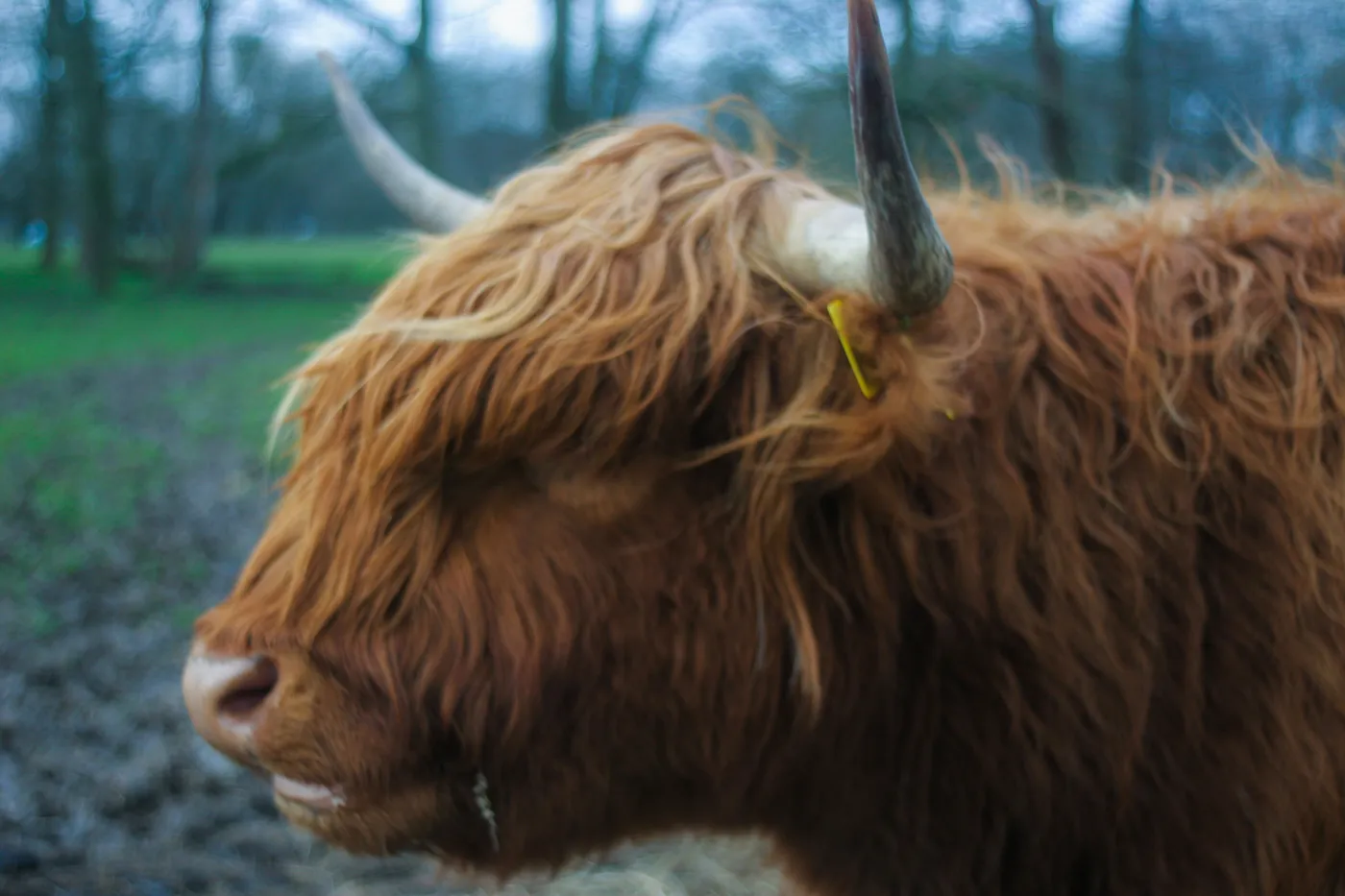 A Highland cow with long horns and shaggy red coat standing in pasture at Croxteth Park