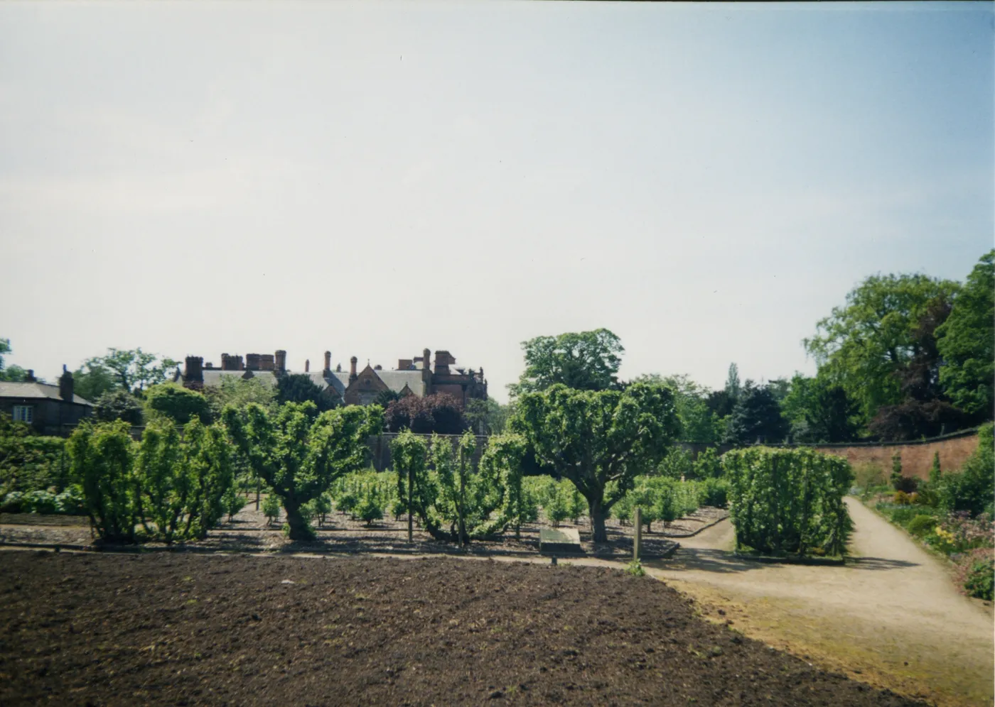 Trained fruit trees in rows inside the walled kitchen garden at Croxteth, with the hall visible behind the wall