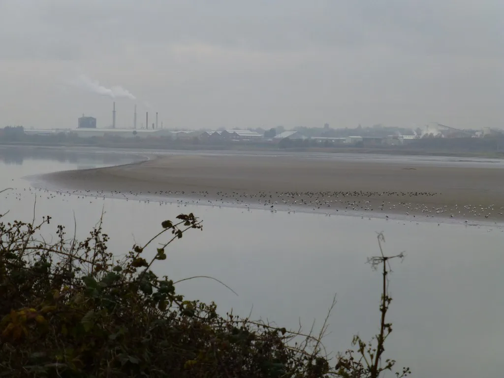 Wading birds feeding on exposed mudflats in the Mersey estuary at Round Cheveral, with shallow water channels and the far bank behind